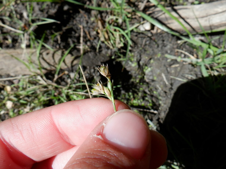 Juncus dudleyi Juncus dudleyi