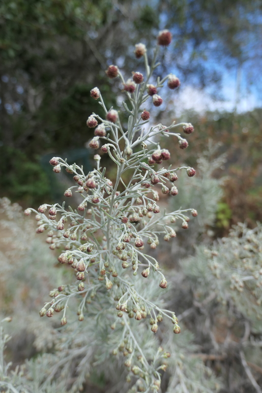 Artemisia nesiotica