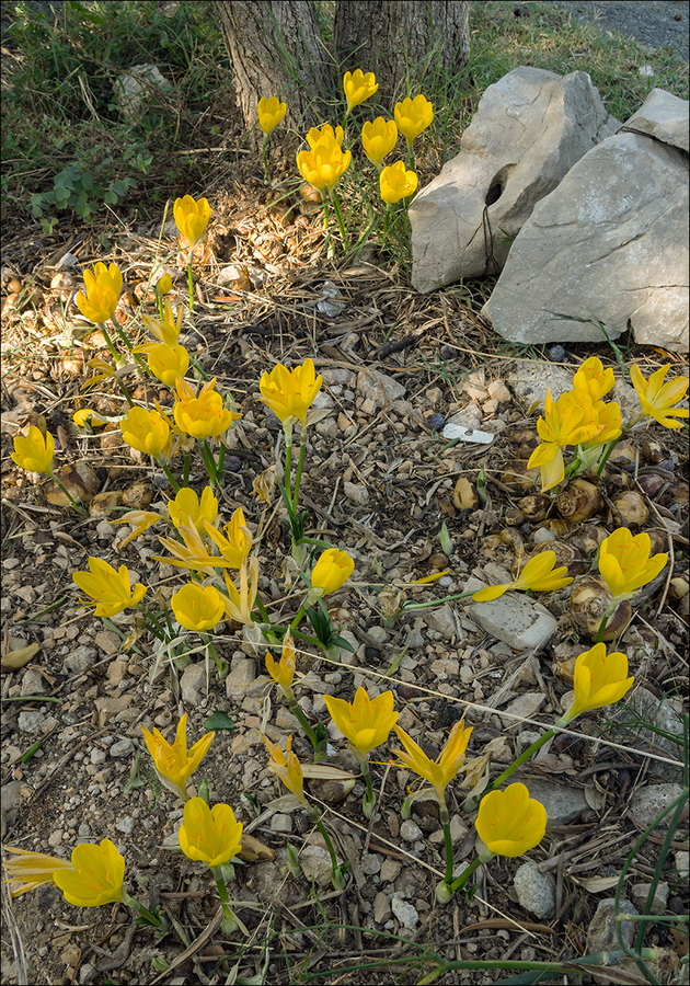 Sternbergia lutea