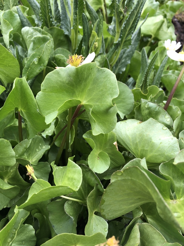 Caltha leptosepala