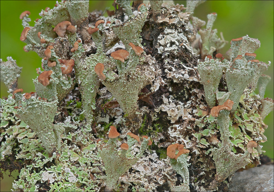 Cladonia ramulosa