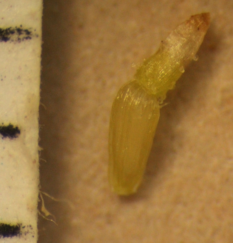 Artemisia biennis
