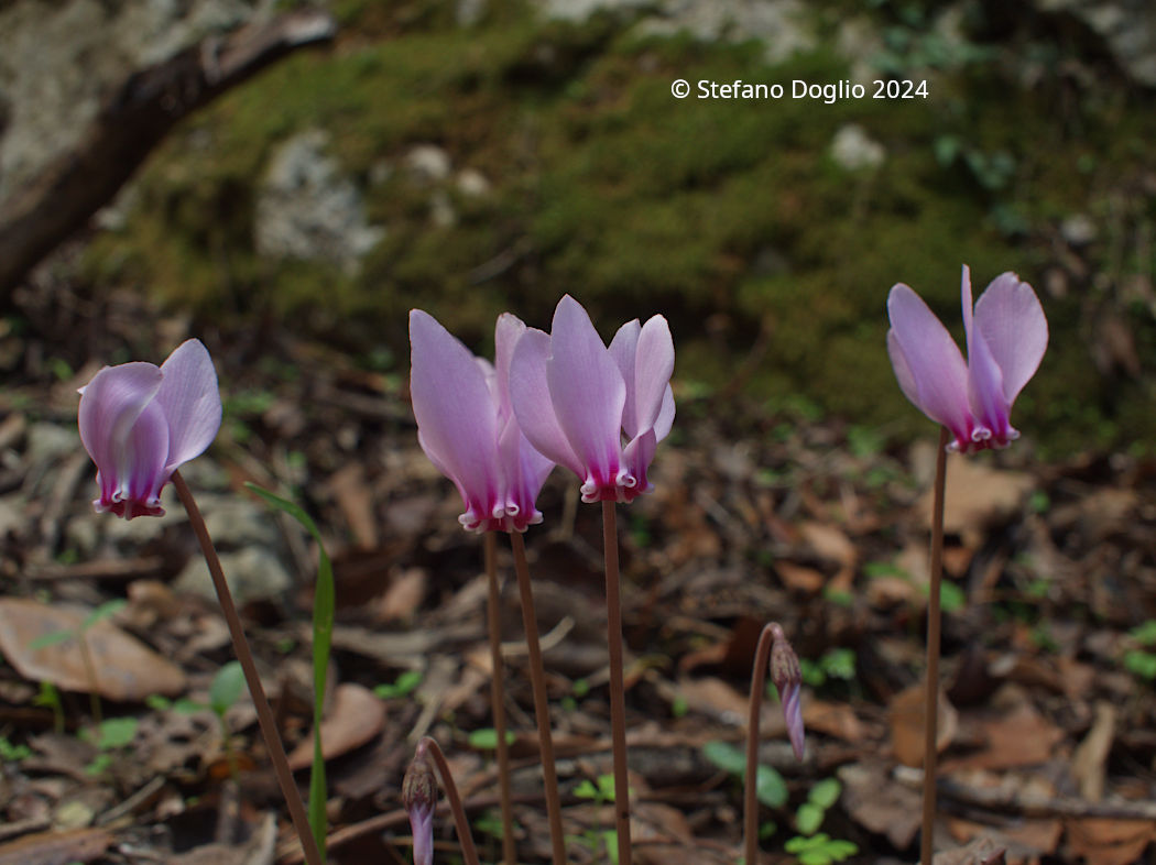 Cyclamen hederifolium
