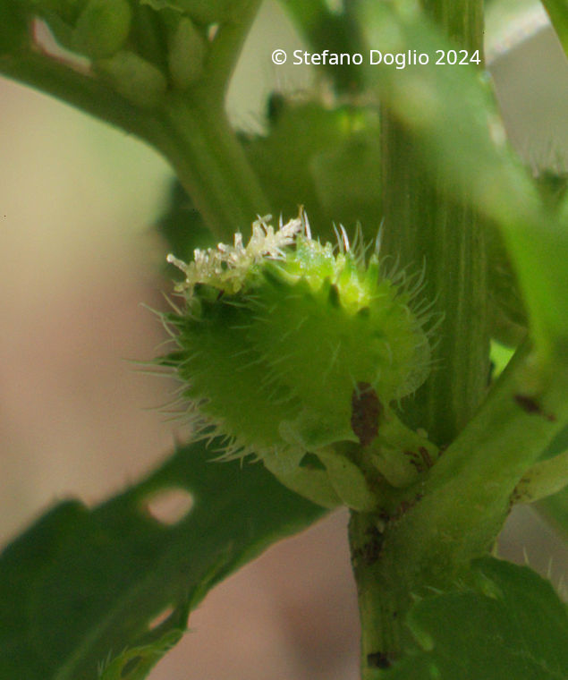 Mercurialis annua