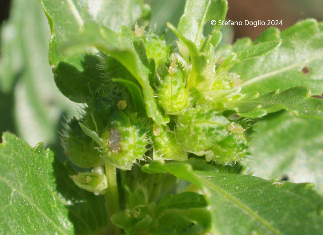 Mercurialis annua