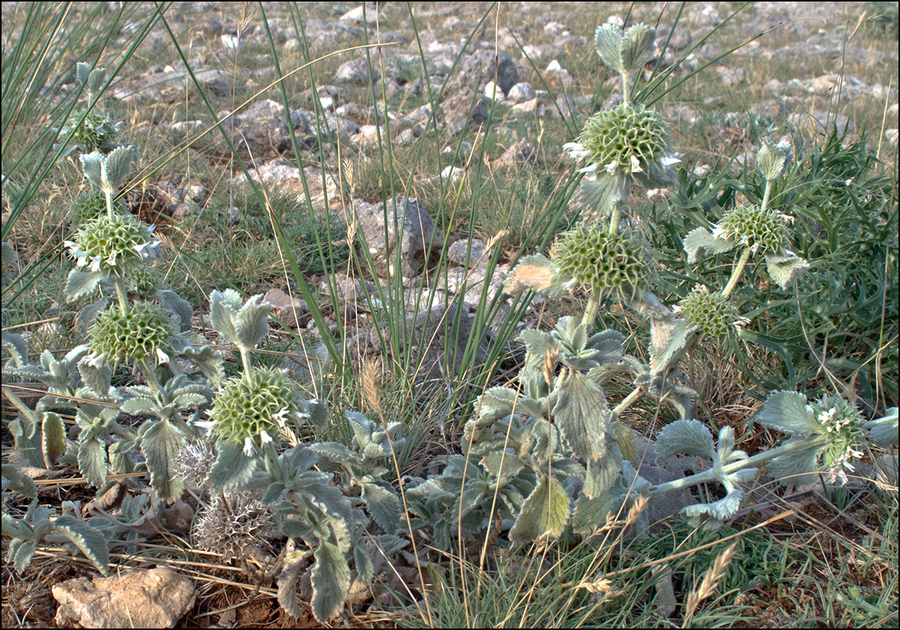 Marrubium incanum