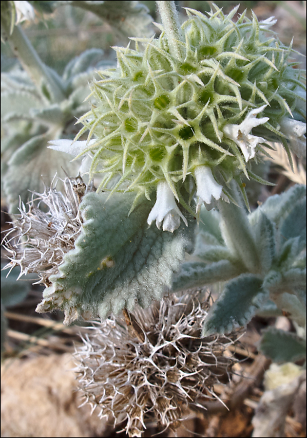 Marrubium incanum