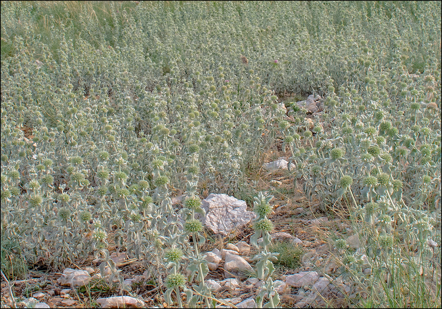 Marrubium incanum