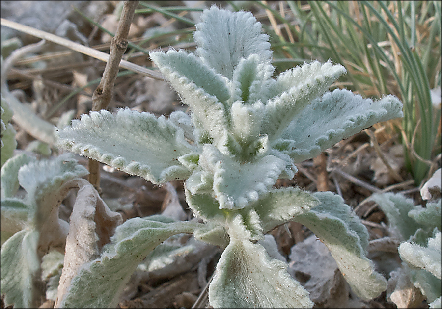 Marrubium incanum
