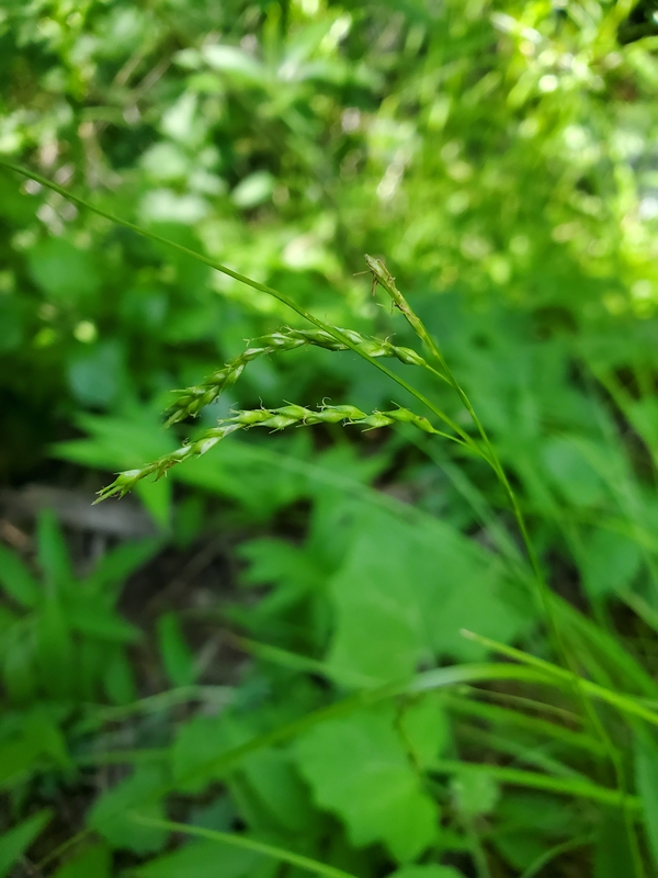 Carex cyrtostachya Carex cyrtostachya