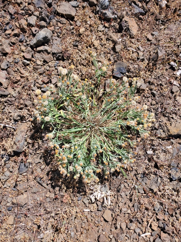 Erigeron lassenianus var. deficiens Erigeron lassenianus var. deficiens
