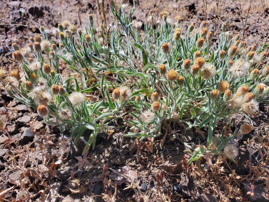 Erigeron lassenianus var. deficiens Erigeron lassenianus var. deficiens