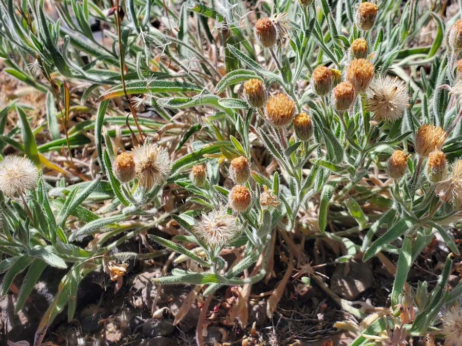 Erigeron lassenianus var. deficiens Erigeron lassenianus var. deficiens