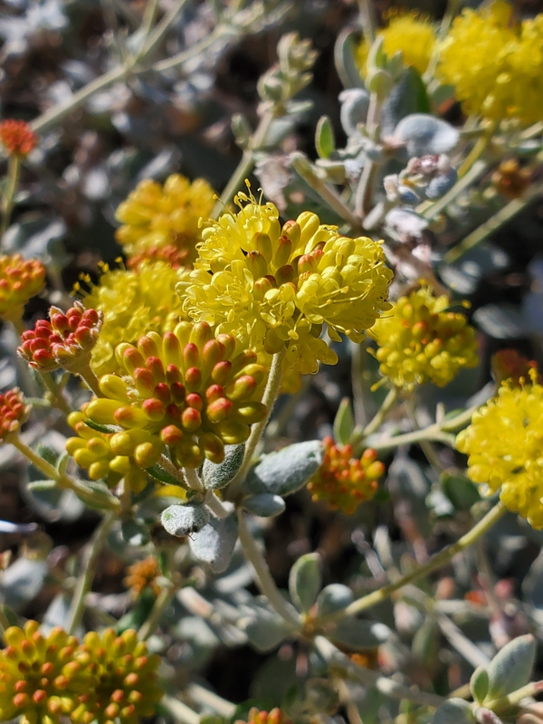 Eriogonum umbellatum var. ahartii Eriogonum umbellatum var. ahartii