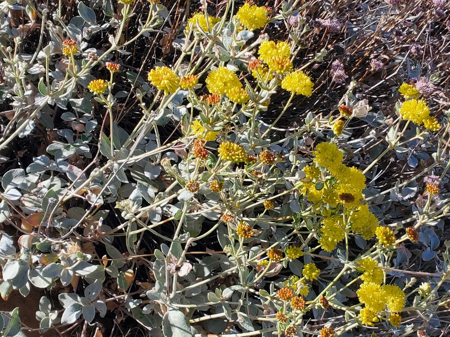 Eriogonum umbellatum var. ahartii Eriogonum umbellatum var. ahartii