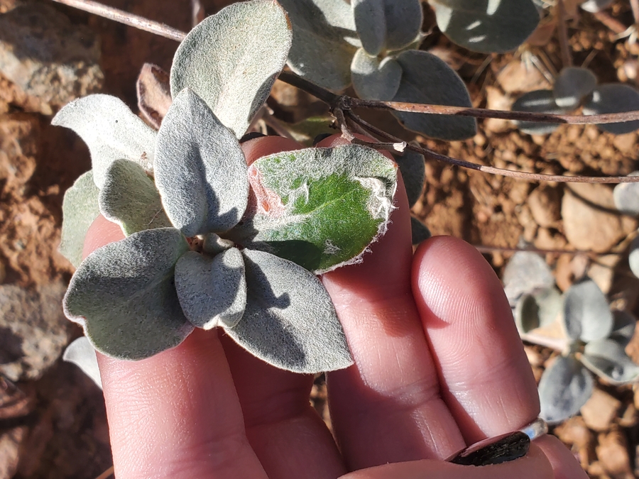 Eriogonum umbellatum var. ahartii Eriogonum umbellatum var. ahartii