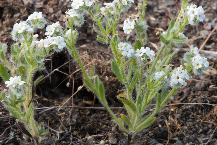 Cryptantha whippleae