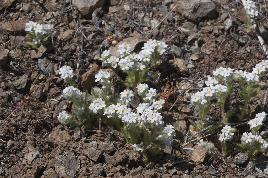 Cryptantha whippleae