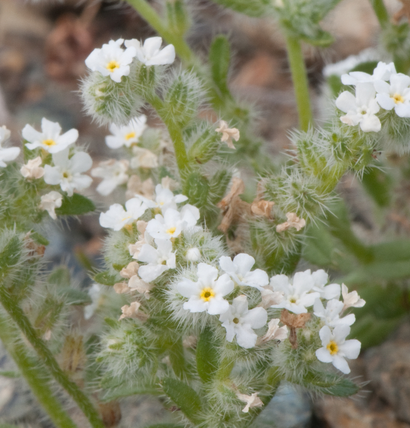 Cryptantha whippleae