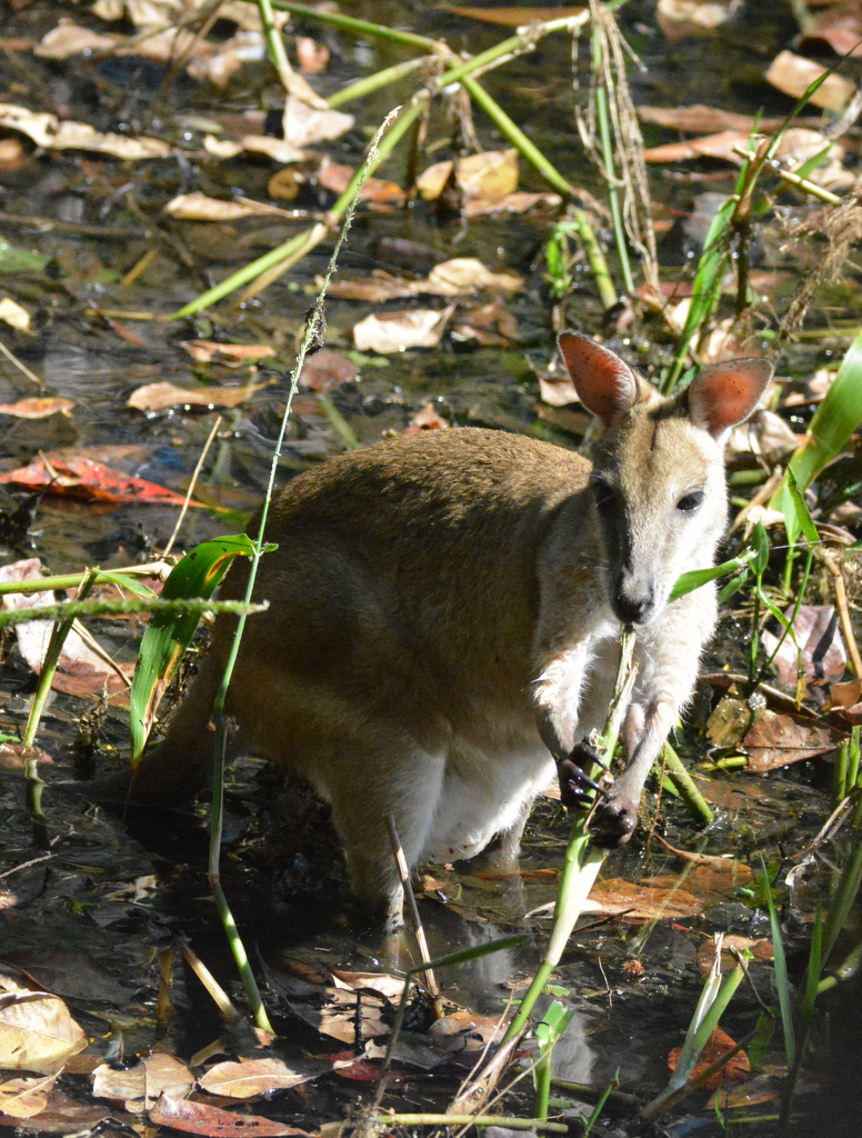 Macropus agilis