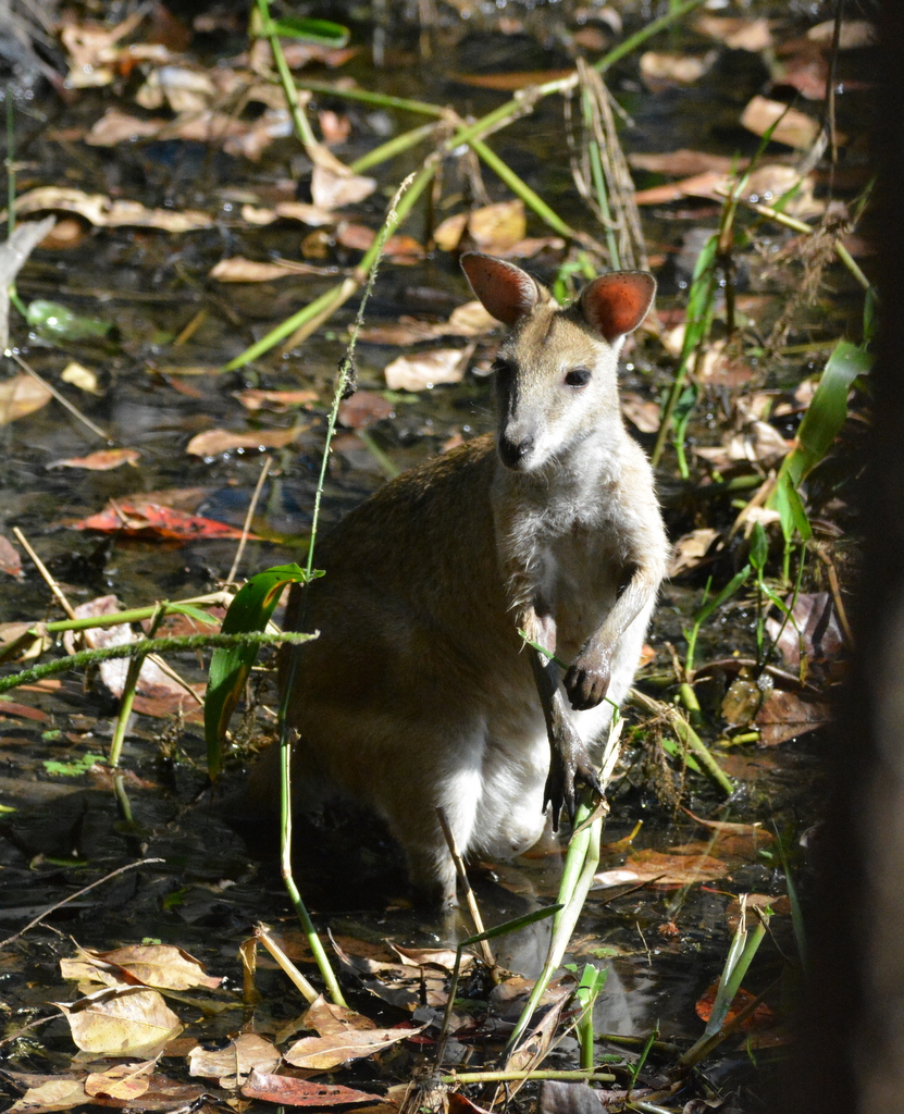 Macropus agilis