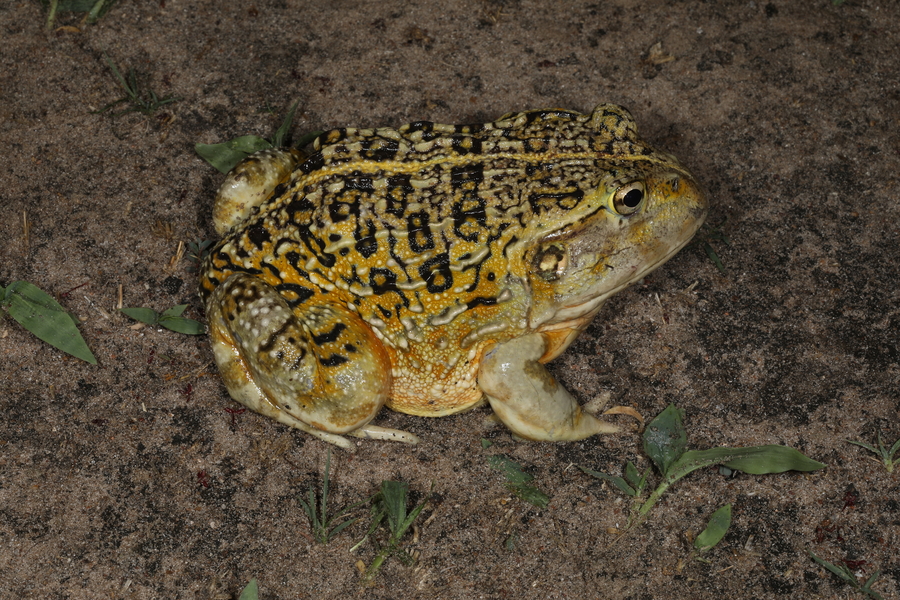 Pyxicephalus beytelli Pyxicephalus beytelli