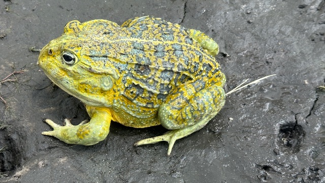 Pyxicephalus beytelli Pyxicephalus beytelli