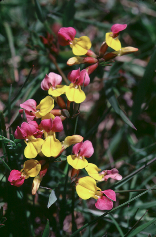 Hosackia gracilis Hosackia gracilis