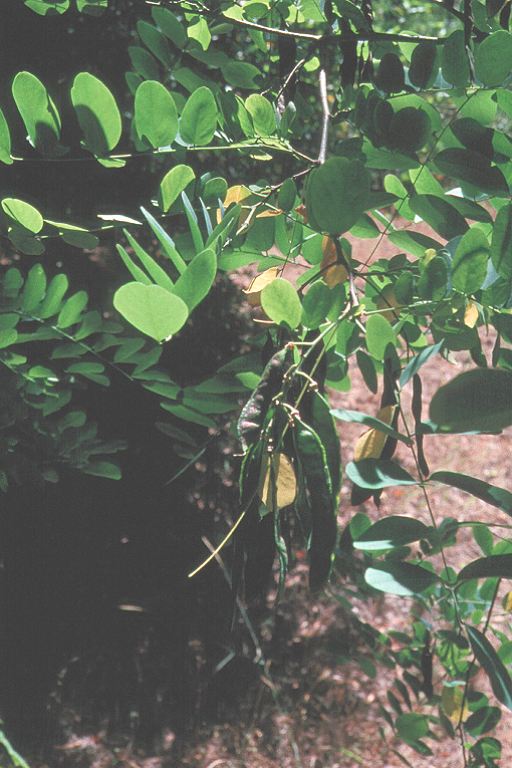 Robinia pseudoacacia