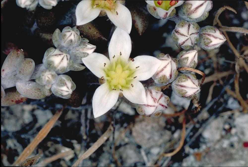 Dudleya blochmaniae ssp. insularis