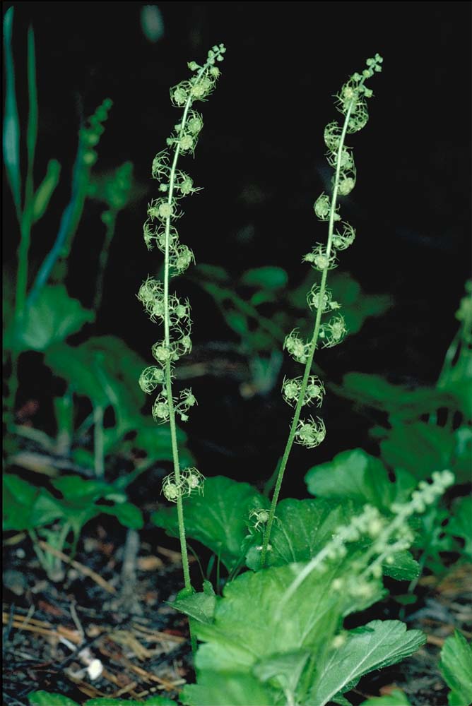 Pectiantia breweri