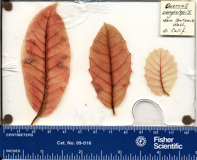 Quercus chrysolepis Quercus chrysolepis