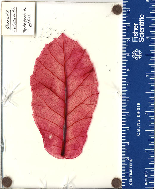 Quercus reticulata