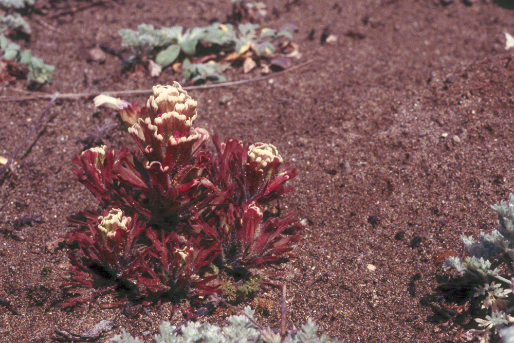 Castilleja exserta ssp. latifolia