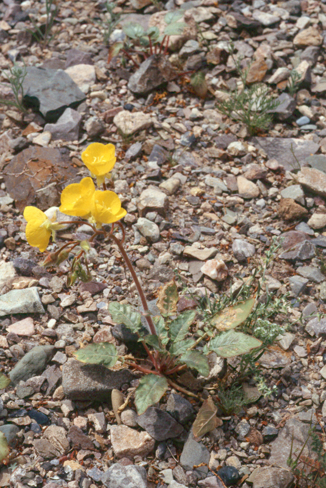 Camissonia brevipes