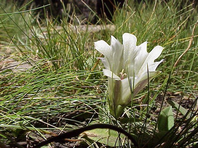 Gentiana newberryi Gentiana newberryi
