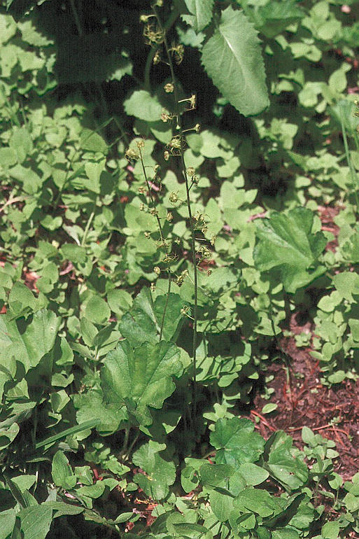 Pectiantia breweri Pectiantia breweri