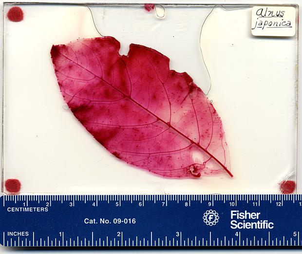 Alnus japonica Alnus japonica