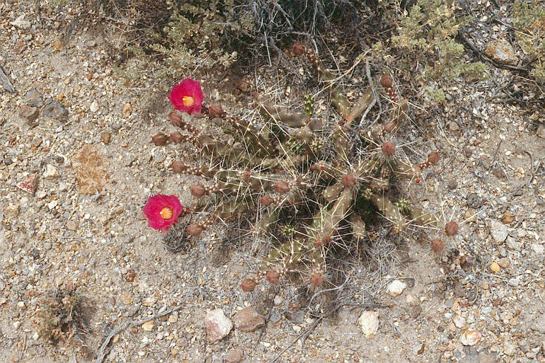 Grusonia pulchella Grusonia pulchella