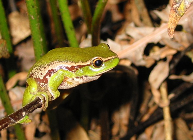 Litoria phyllochroa