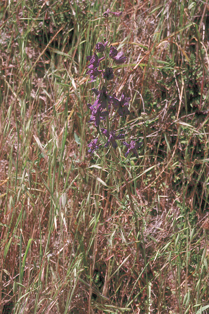 Delphinium parryi ssp. parryi
