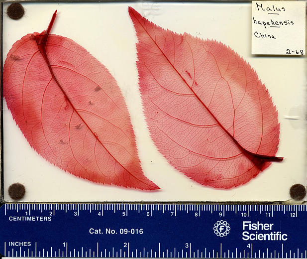 Malus hupehensis Malus hupehensis