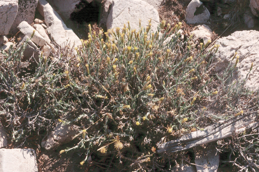 Chrysothamnus parryi ssp. monocephalus