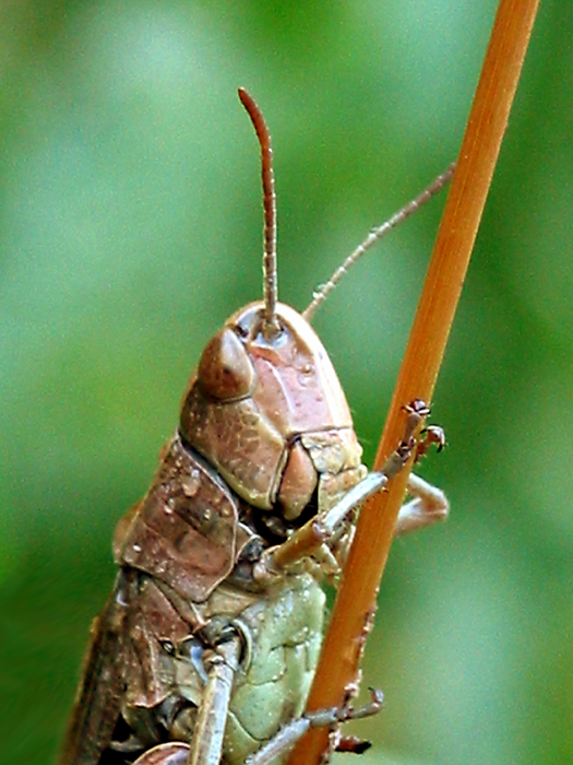Chorthippus parallelus Chorthippus parallelus
