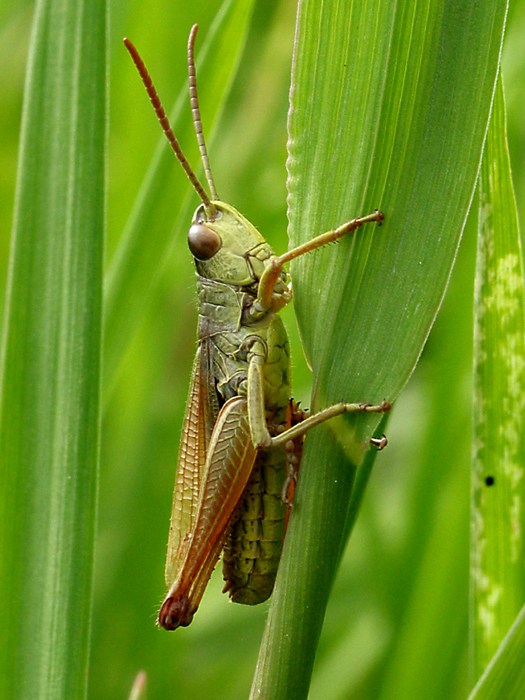 Chorthippus parallelus Chorthippus parallelus