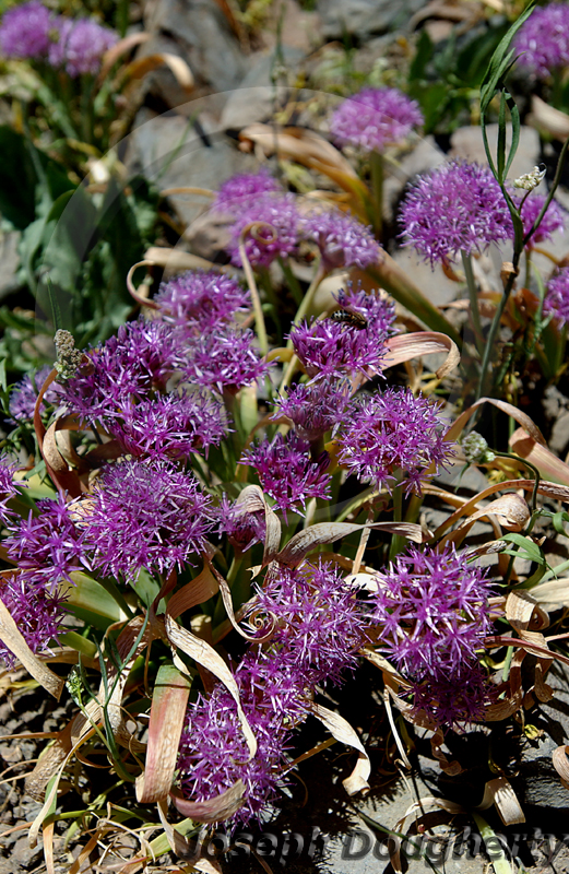 Allium platycaule Allium platycaule