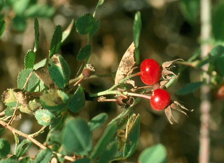 Rosa californica Rosa californica