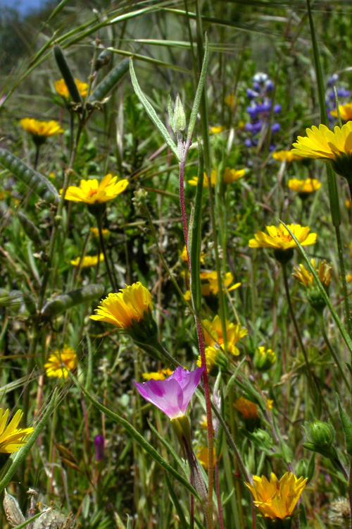 Clarkia purpurea ssp. quadrivulnera