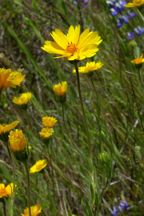 Layia platyglossa Layia platyglossa