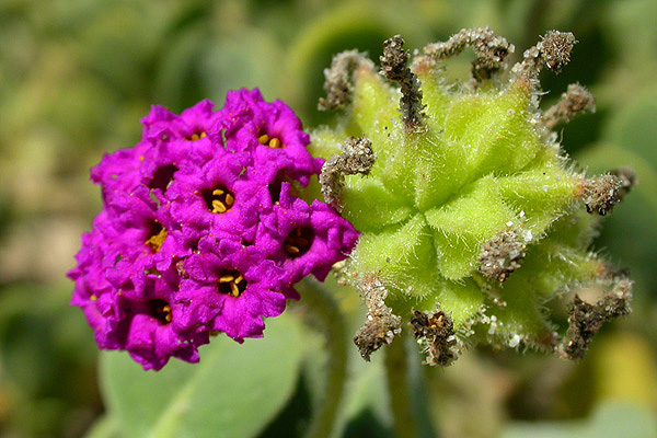 Abronia maritima Abronia maritima